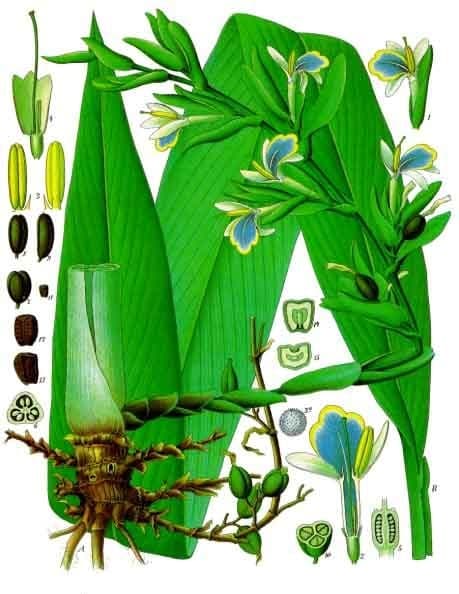 Elaichi