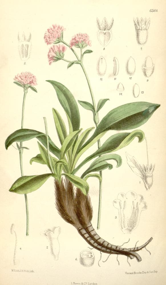 Jatamansi