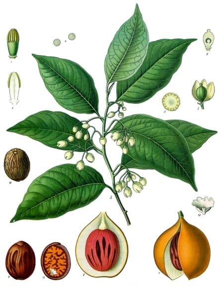 Jatiphala