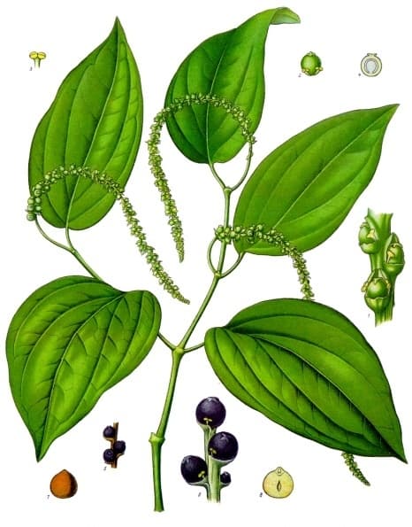 Kalimirch