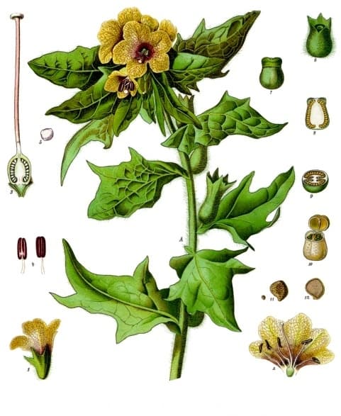 Khurasini ajwain