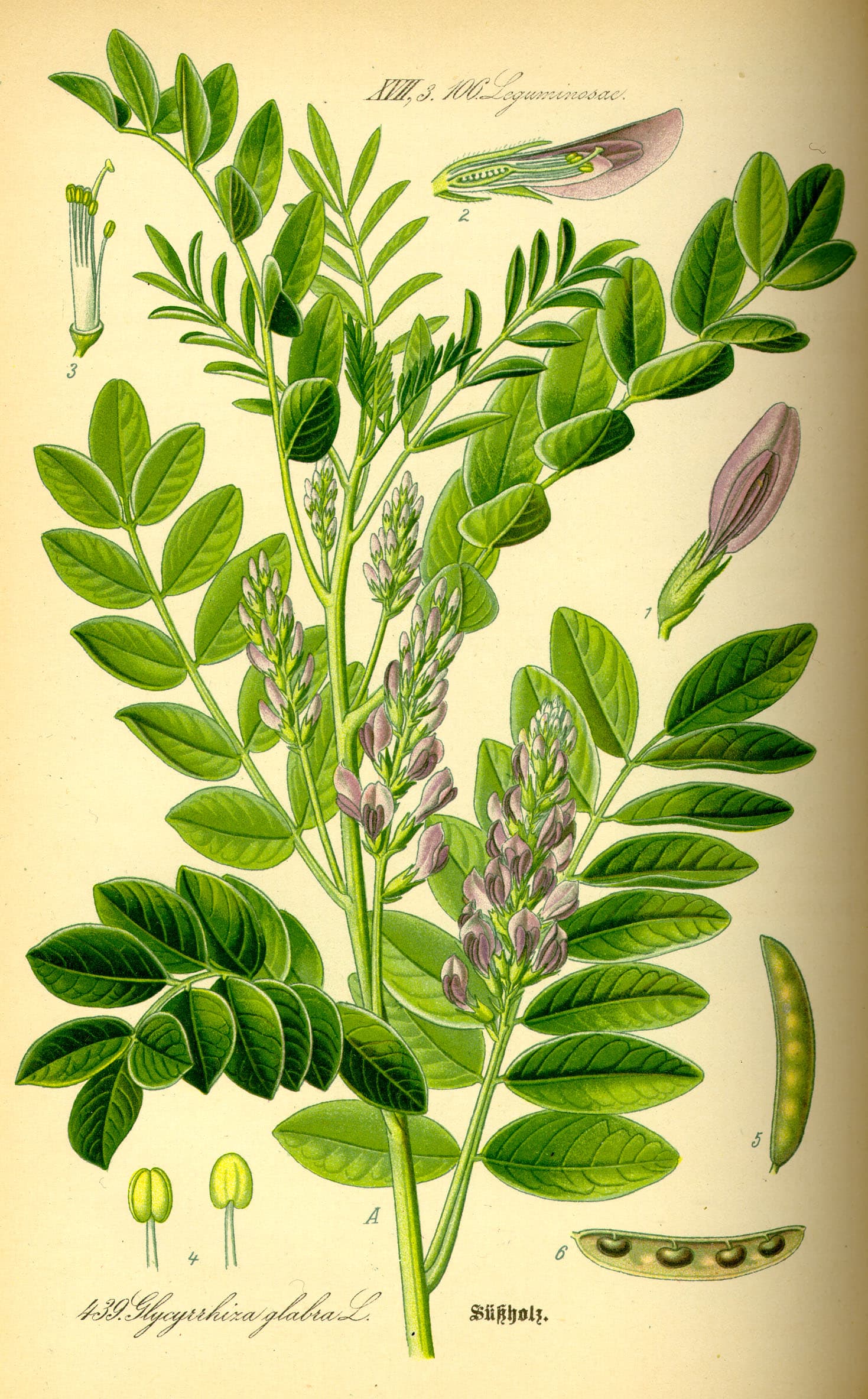 Mulethi