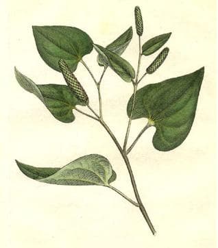 Pippali